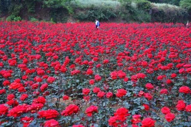 乐山市中区竟私藏了一大片玫瑰花海，浪漫到哭!