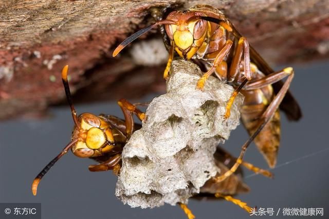 过敏性鼻炎不难治,4个偏方帮你全面攻克,好得