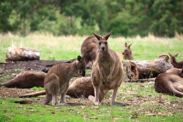 6000中国游客遭澳大利亚拒签,网友却直呼做得