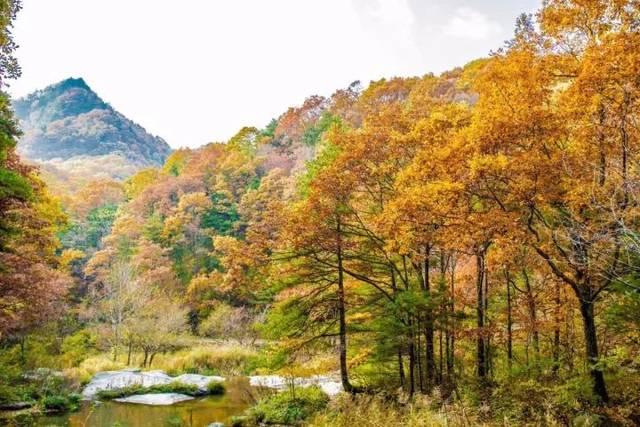 金色的秋天 彩色的世界 白河银杏林 太美了