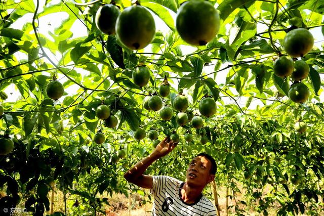百香果长势很好,但不开花结果,这主要是什么原