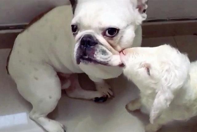 羔羊吮吸法斗犬嘴唇当做吃奶,狗狗一脸嫌弃,你吃的是我唾沫