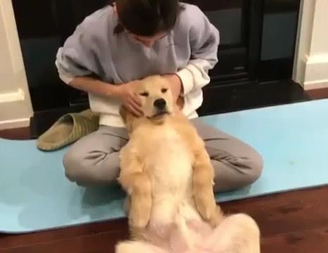 这只金毛沉迷按摩无法自拔,被按摩时的小表情简直太可爱啦