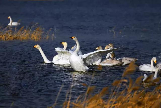 绝美!三门峡市看天鹅最有意境的地方