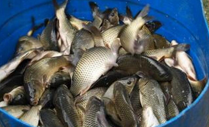 不要打工了,去农村稻田养鱼螃蟹好,1年收入可