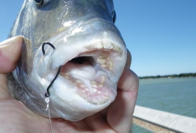 美国专家发现长相怪异的怪鱼,鱼嘴中长满了类似人类的牙齿