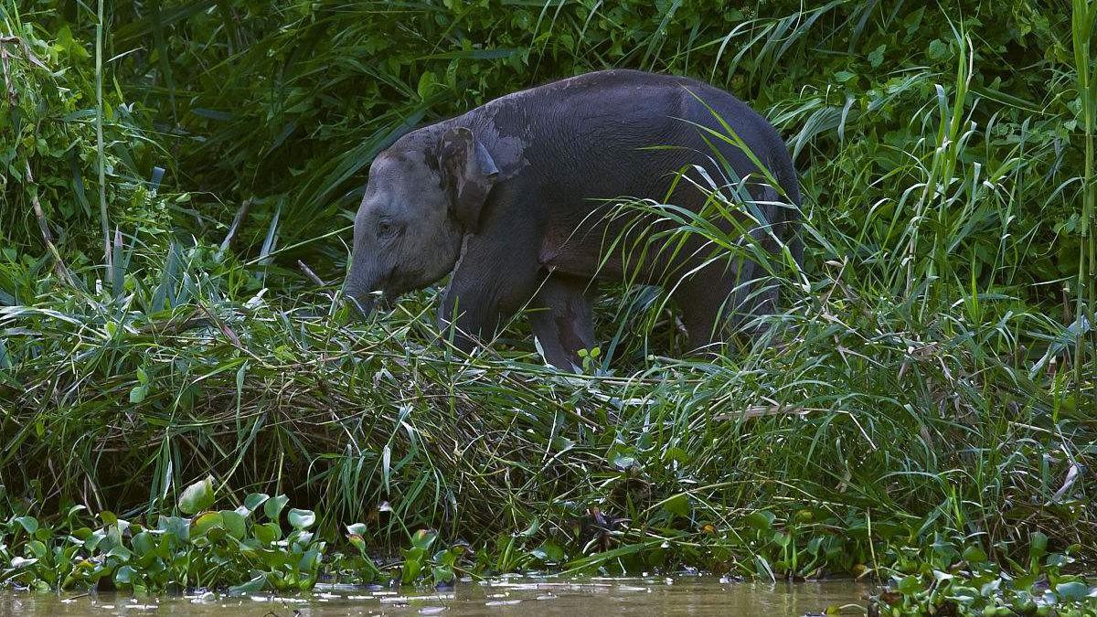婆罗洲侏儒象是怎么来到婆罗洲岛的?科学家:经由马来群岛过来的