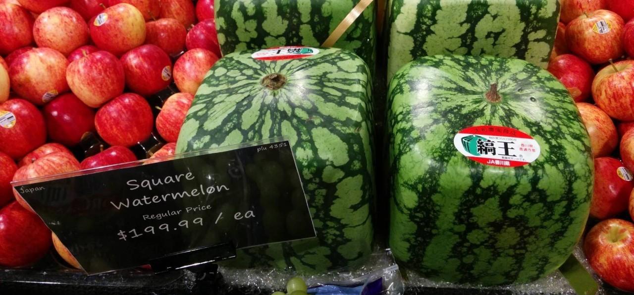 900元一个! 日本售卖天价方形西瓜, 切开后我笑岔气了!