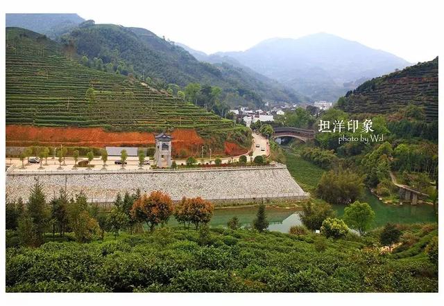 宁德这些高山茶园,一到春天就美成摄影界的网红