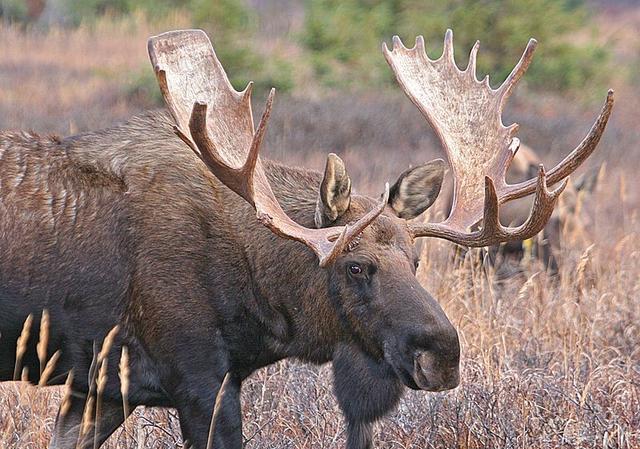 世界上最大的鹿, 一对鹿角跨度2米, 重36公斤