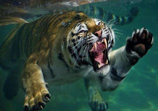 动物之中爪子是其锋利的武器 但最厉害的不是老虎熊狮子