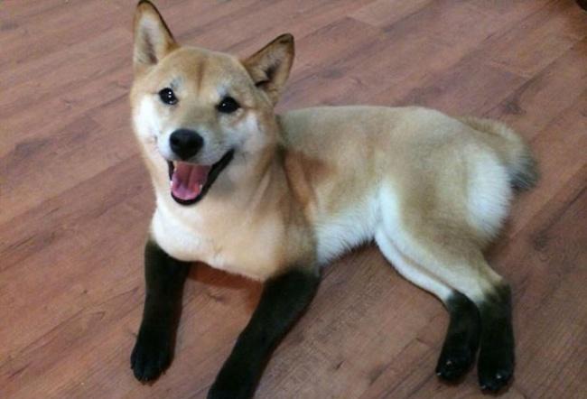 一招分辨柴犬与中华田园犬, 从此告别被忽悠!