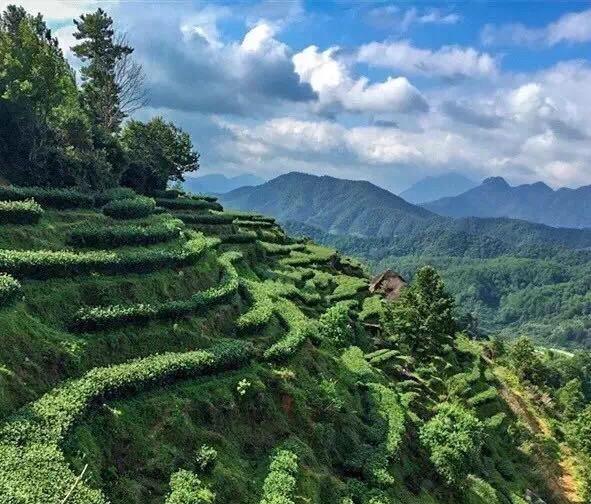 晟境茶山,坐看云雾缭绕,呼吸一口四溢茶香,以茶静心.