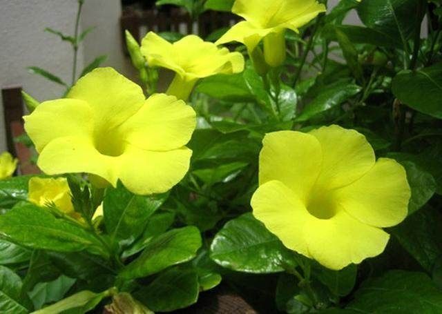 自从盆栽这种花,把绿萝和吊兰全扔了,好养易爆