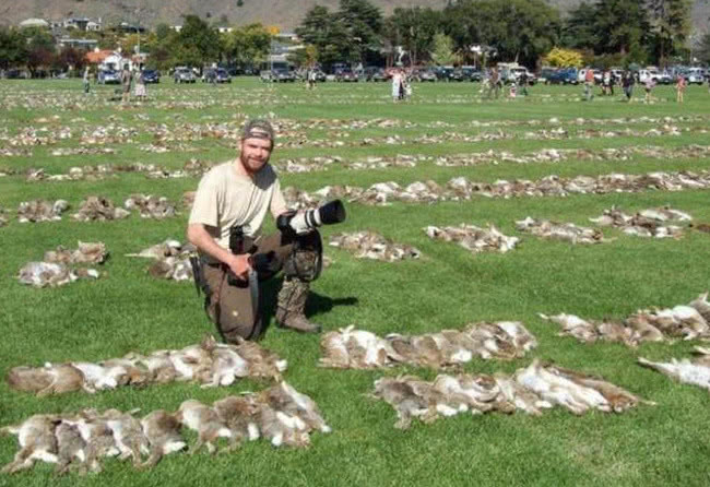 人类“斗不过”动物,兔子折磨了澳洲人50多年,至今仍没有办法