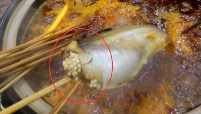 当地特有鱼, 很多人只听过名字, 鱼籽占了身体的