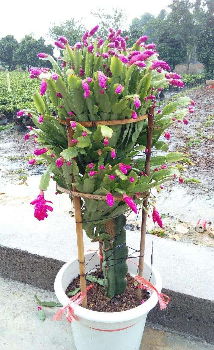 蟹爪兰平时这样养护，一年开两次花也非常简单！