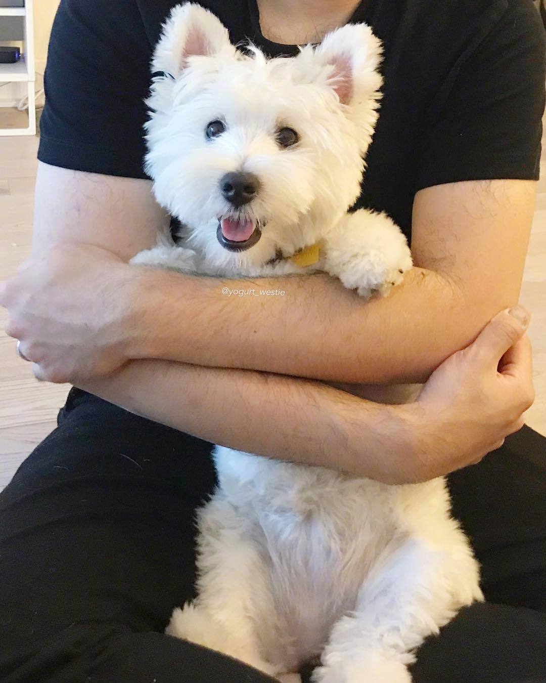 纽约网友家的狗子Yogurt是一只西高地白梗,今年已经2岁多了