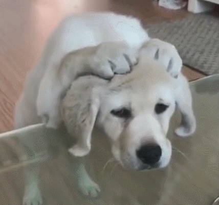 壁纸 动物 狗 狗狗 428_402 gif 动态图 动图