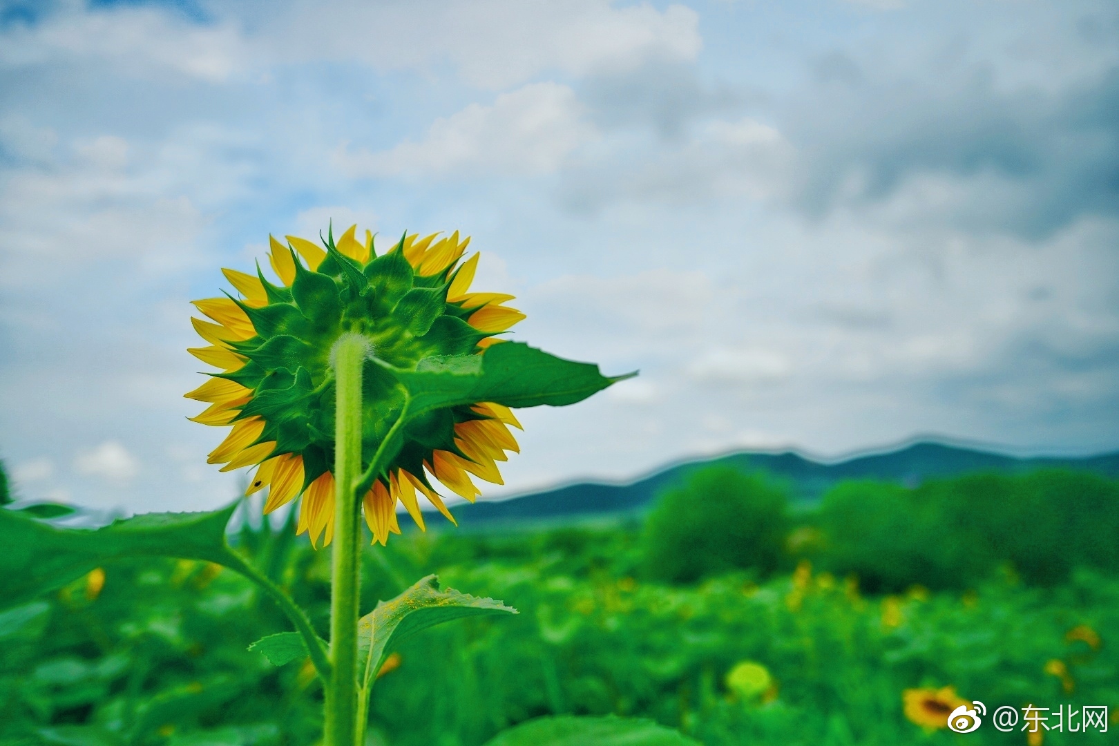 位于宾县境内的一大片向日葵,看着都觉得心情舒畅～图片来自网友随喜