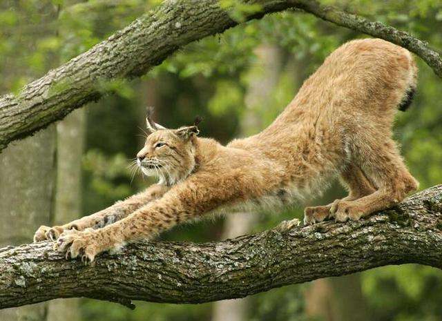 动物之中爪子是其锋利的武器 但最厉害的不是老虎熊狮子