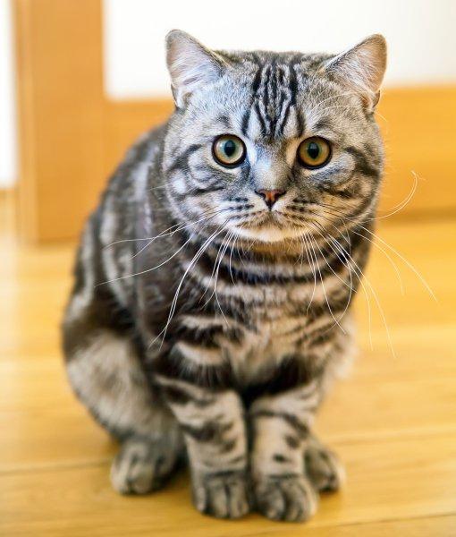 英短和美短的6个大区别,看完就再也不用问别人