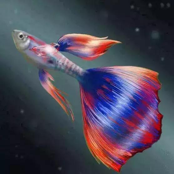 水中精灵——七彩孔雀鱼,实在漂亮,太罕见了!