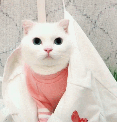 一只长相乖巧可爱的猫咪,笑起来要人命那种,不信看看啊