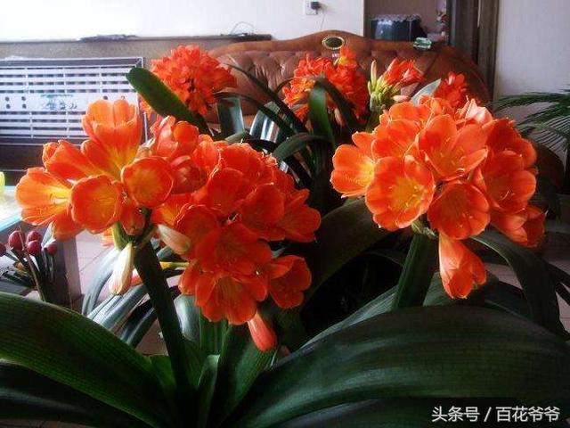 阳台背阴光照少?就种这些花,照样能花开爆盆!