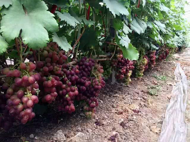 农村小伙,种植葡萄一年收入50万元的技术,是这