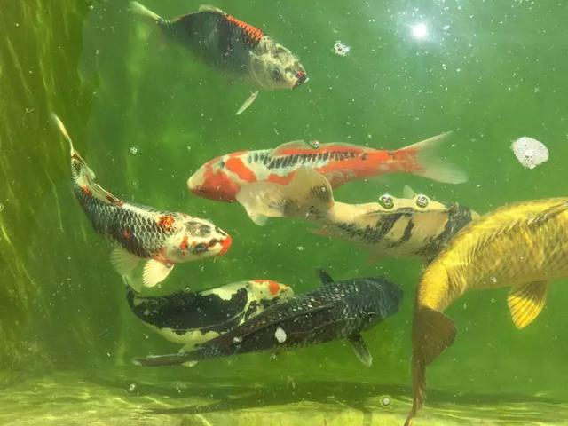 最简单庭院自制小鱼池:这些小池,或许你家也能