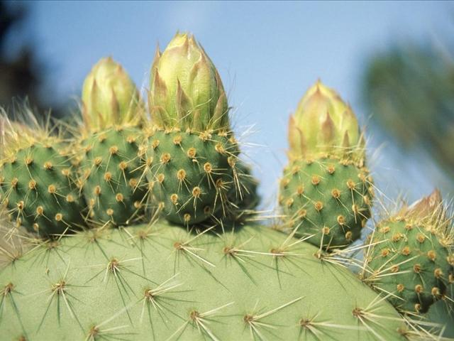 仙人掌这样种想不开花都难