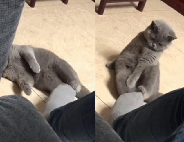主人用臭脚挑逗蓝猫,结果闻到臭味后,蓝猫的反应让人笑喷…