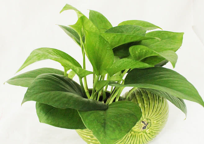 最适合新手养的5种花,生命力非常旺盛,懒人养