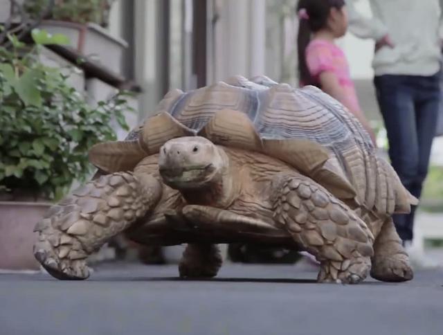 老爷爷养了只大乌龟,每天上街一起散步,难道这就是龟仙人本仙吗