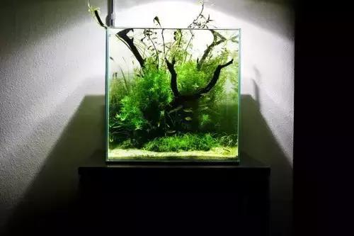 本色水景 | 花最少的钱,开一只刚好的小草缸,水草鱼缸造景培训