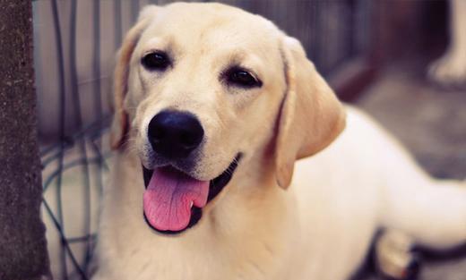 十大温顺狗狗排行榜,第一名竟然不是金毛,却无