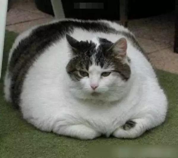 胖嘟嘟大肥猫(谁说胖子没有春天)