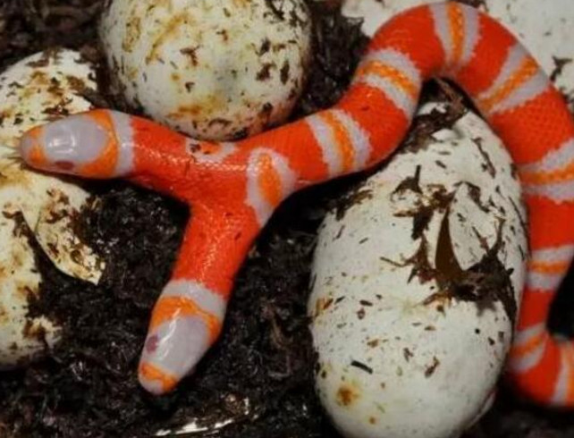 其实就是一窝蛇蛋,但是孵化出的东西却吓的小伙不行