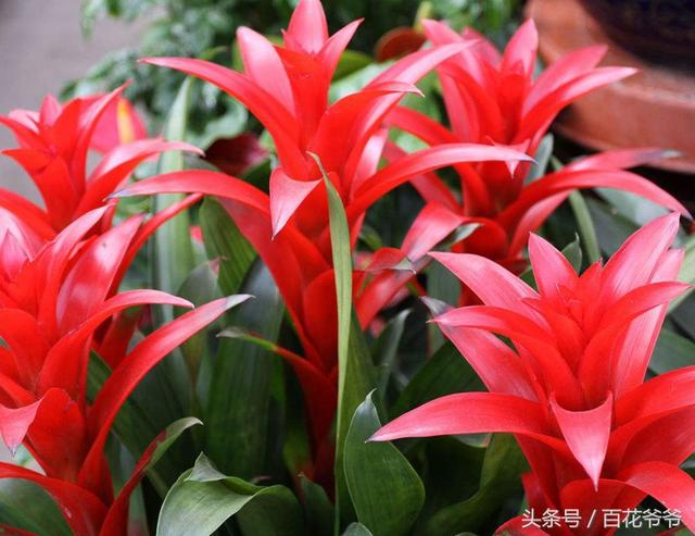 阳台背阴光照少?就种这些花,照样能花开爆盆!