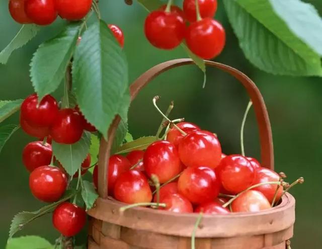 武定樱桃节的诱惑:亲近自然 品罗婺彝寨风味长