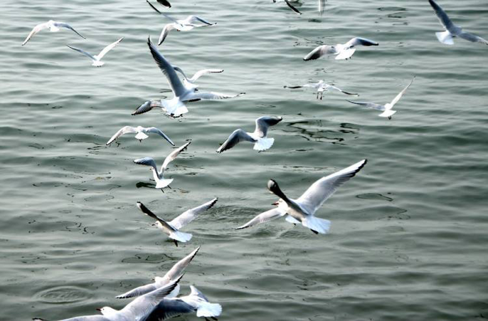 江碧鸟逾白 下一句