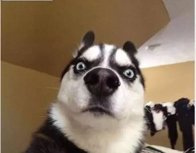 前方高能丨搞笑外国人学中文, 小心容易喷饭