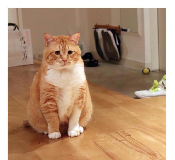 胖橘猫被主人逼着量腰围,表情超哀怨:"可以不要减肥吗