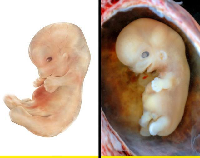 当宝宝还在妈妈肚子里时 发生了什么?