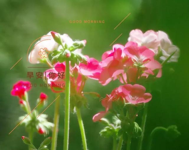 早晨温馨祝福你,愿你每天都有好心情!