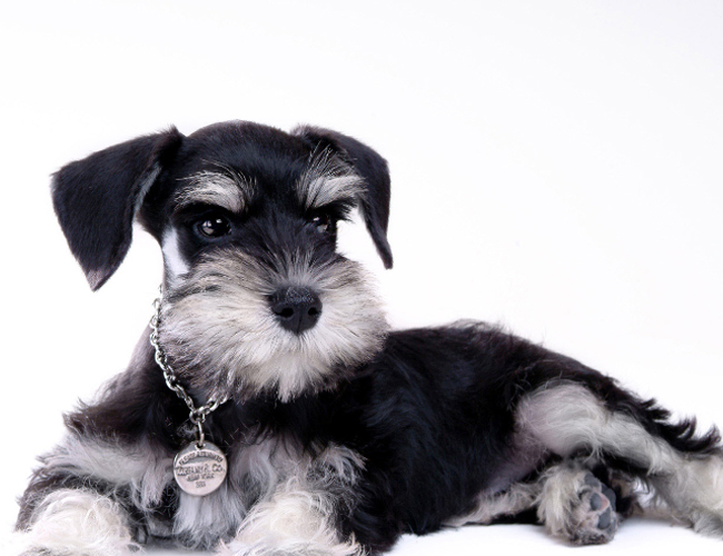 迷你雪纳瑞能长多大 体重一般为6-8公斤