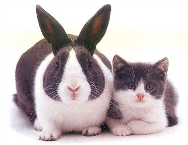 最受欢迎的十大宠物兔,你会喜欢哪一只?