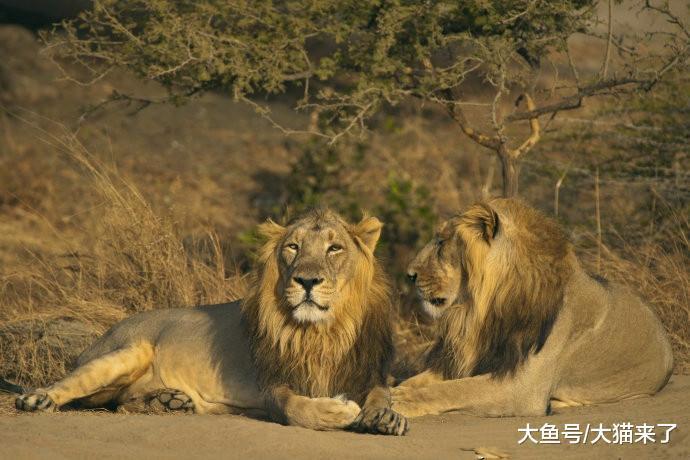 人类的贪婪: 20世纪灭绝的6种大型猫科动物, 主要都与猎杀有关