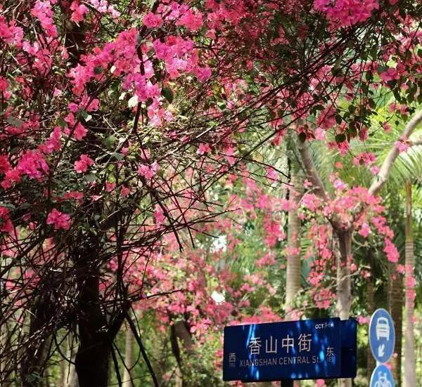 深圳清明节21个免费游玩好去处!赏花,踏青,爬山,海边